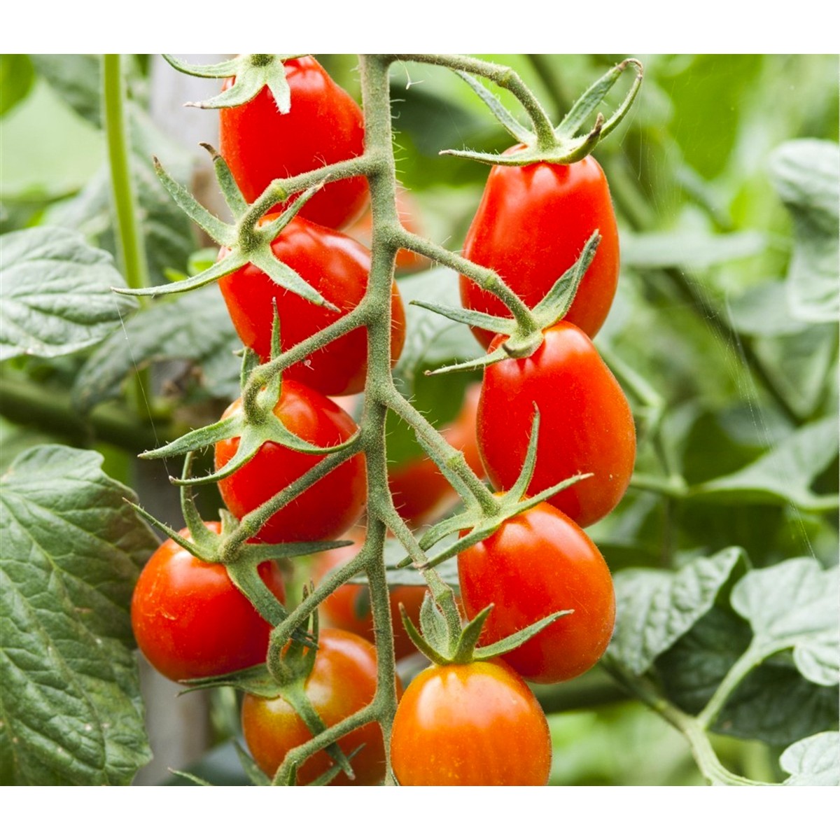 Schilliger Production  Tomate greffée 'Cupido' (Cœur de Pigeon)  Pot de 12 cm