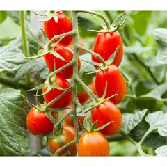 Schilliger Production  Tomate greffée 'Cupido' (Cœur de Pigeon)  Pot de 12 cm