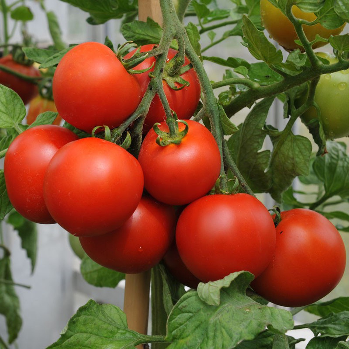 Schilliger Production  Tomate greffée 'Montfavet'  Pot de 12 cm