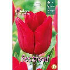   Tulipes 'Ile de france'  10 pcs 12/
