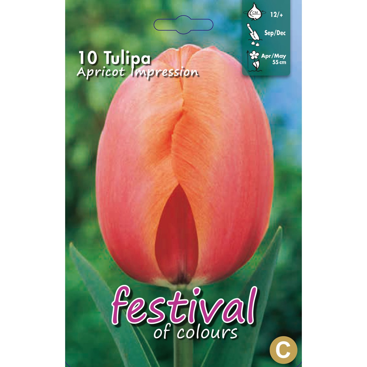   Tulipes 'Apricot Impression'  10 pcs 12/