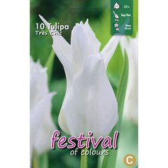   Tulipes à fleurs de Lys 'Très chic'  10 pcs 12/+