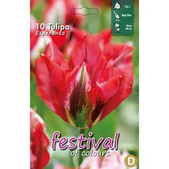   Tulipes 'Esperanto'  10 pcs 12/+