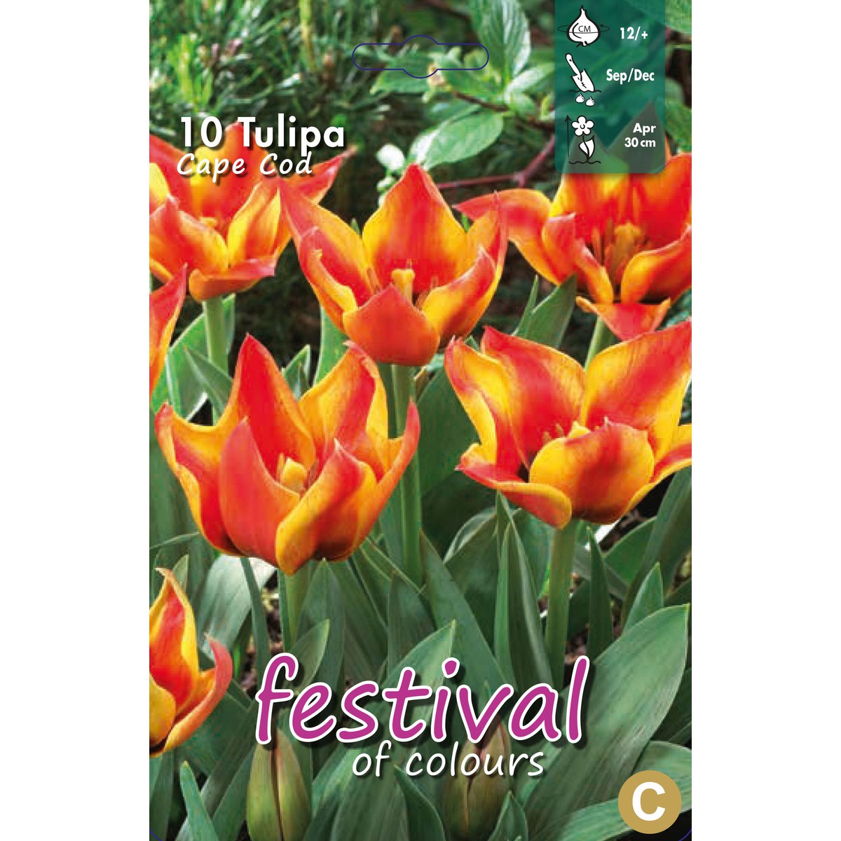   Tulipes greigii 'Cape cod'  10 pcs 12/+