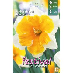   Narcisses 'Orangery'  5 pcs 14/16