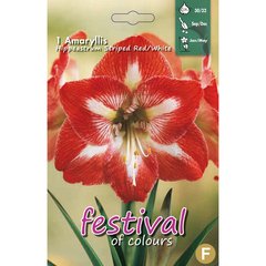   Amaryllis strié rouge / Blanc  30/32          