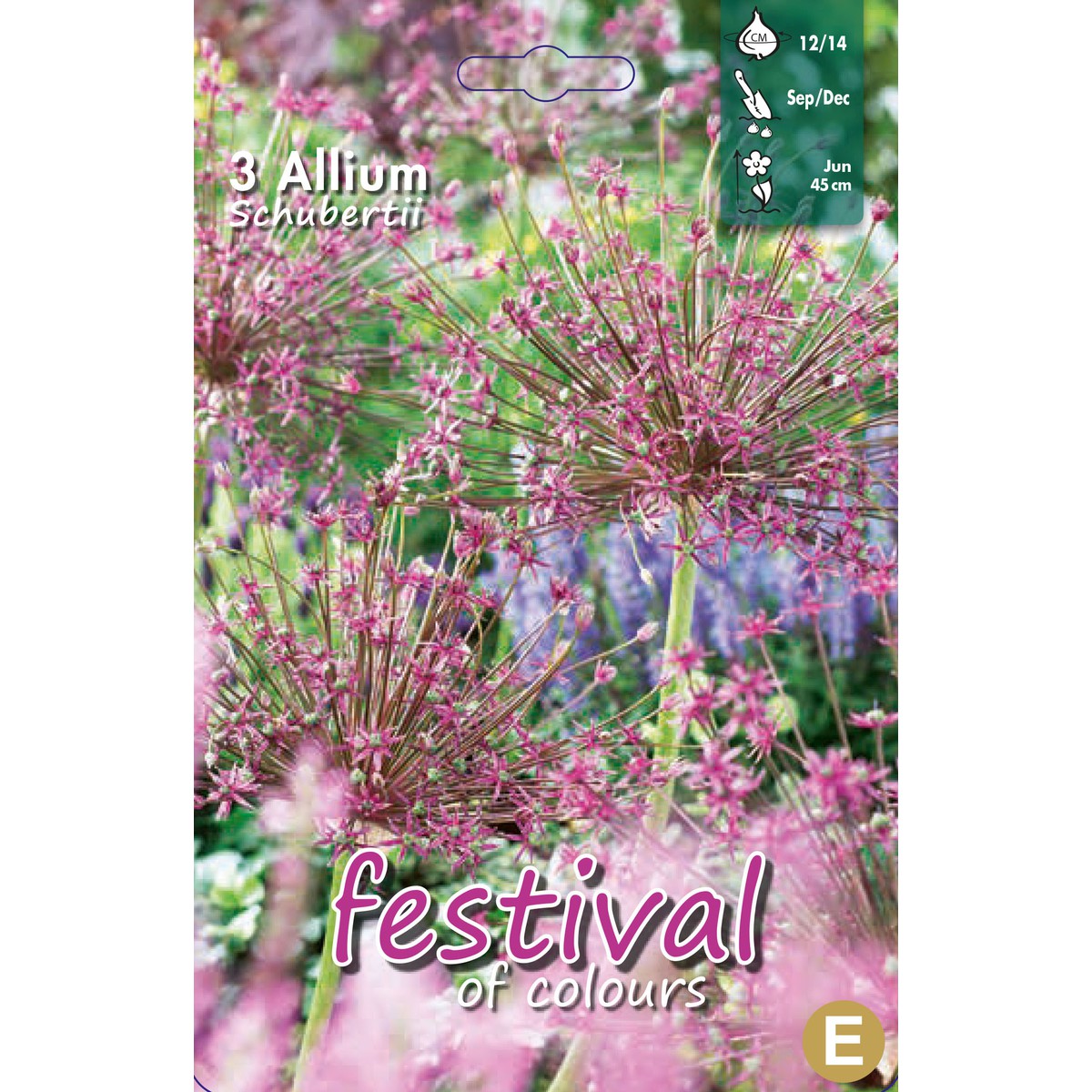   Allium 'Schubertii'  5 pcs 10/12
