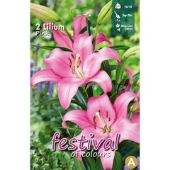   Lilium asiatique Rose  sans