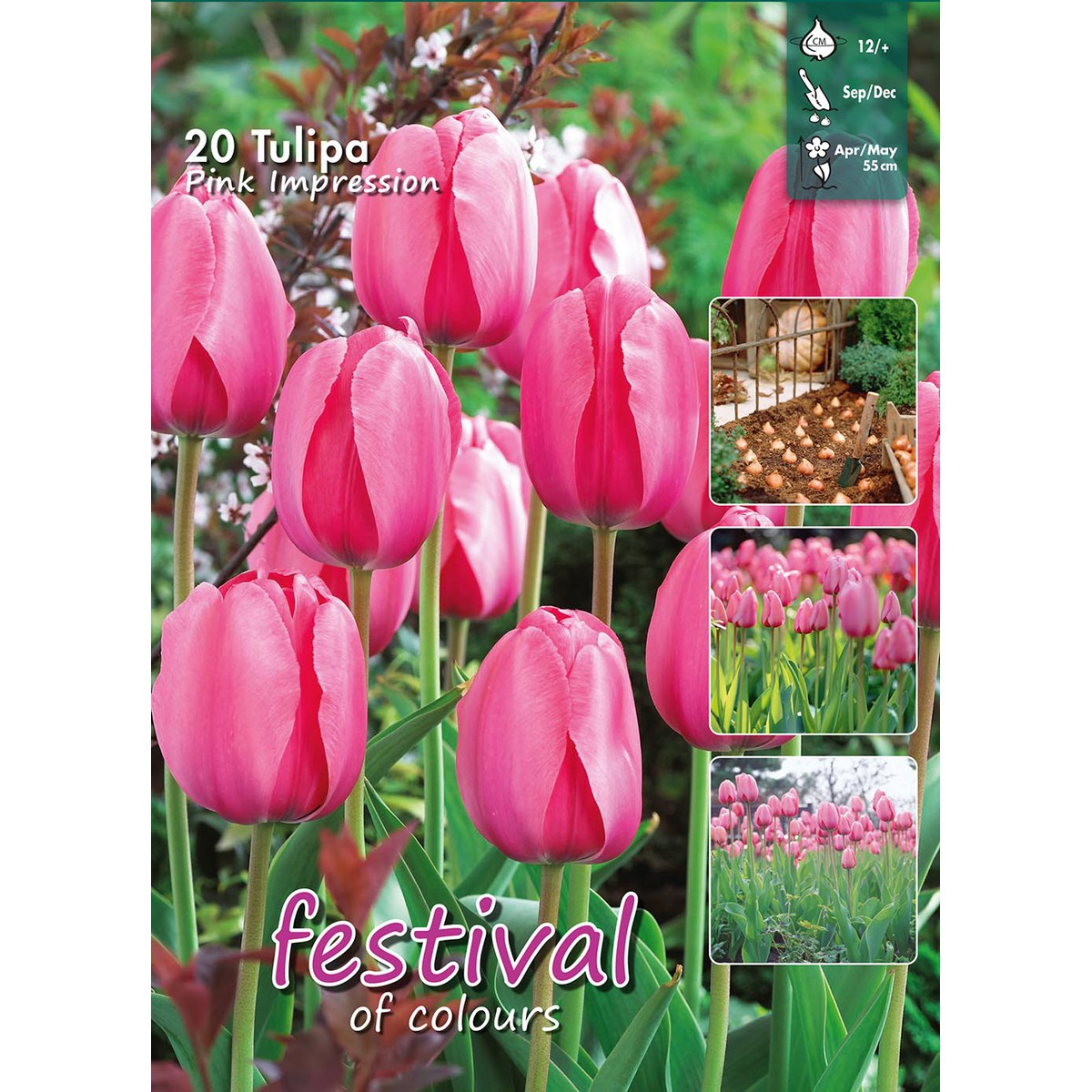   Tulipes 'Pink impression'  25 pcs 11/12