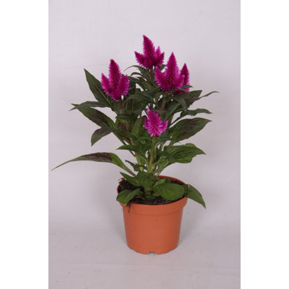   Celosia caracas 'Deep Purple'  Pot 12 cm