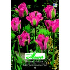   Tulipe VIR groenland 10 bulbe  12/