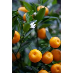 Schilliger Production  Citrus mitis  Pot 20 cm buisson 60/70 extra
