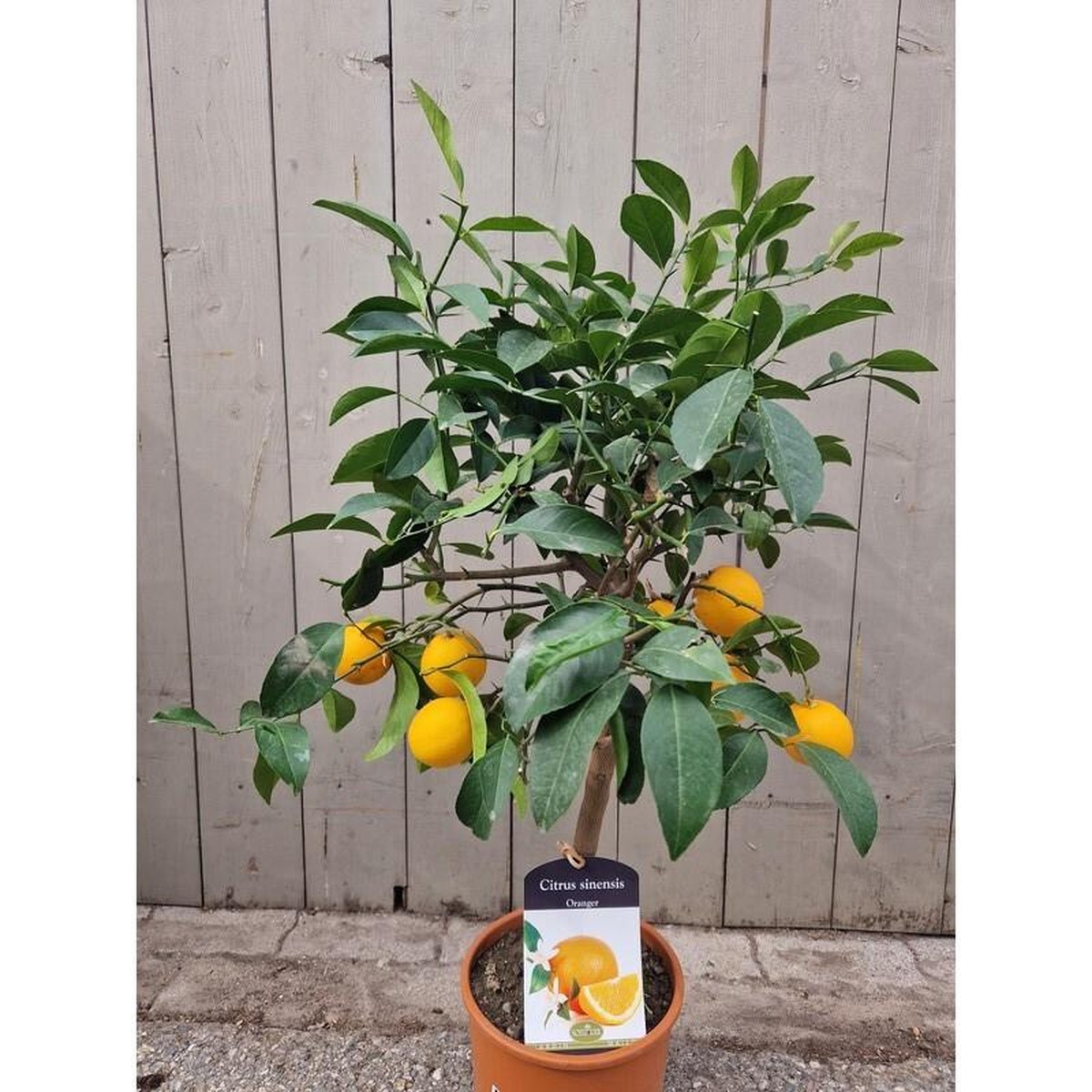   Citrus sinensis  Pot 20 cm h60/70
