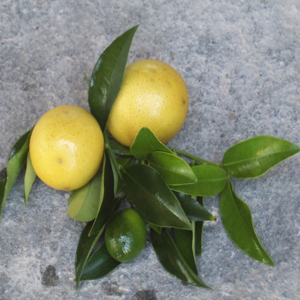   Citrus limequat  Pot 20 cm 1/4 tige h70/80 cm