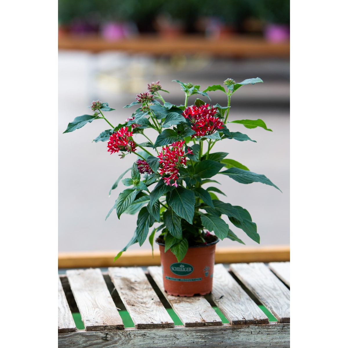 Schilliger Production  Pentas lanceolata  Pot de 12 cm