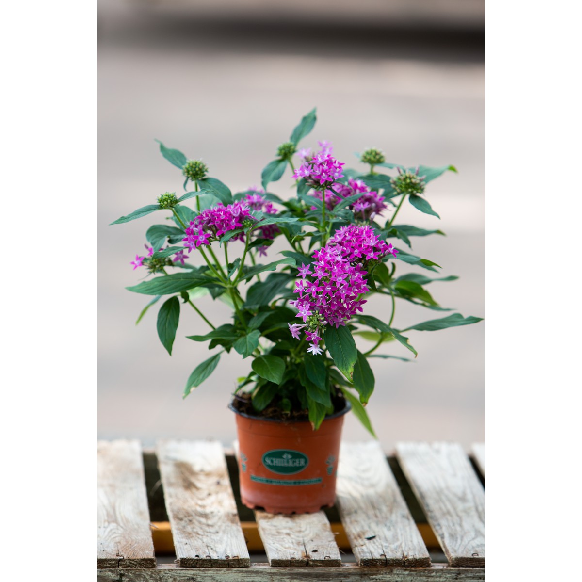 Schilliger Production  Pentas lanceolata  Pot de 12 cm