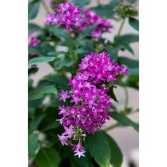 Schilliger Production  Pentas lanceolata  Pot de 12 cm