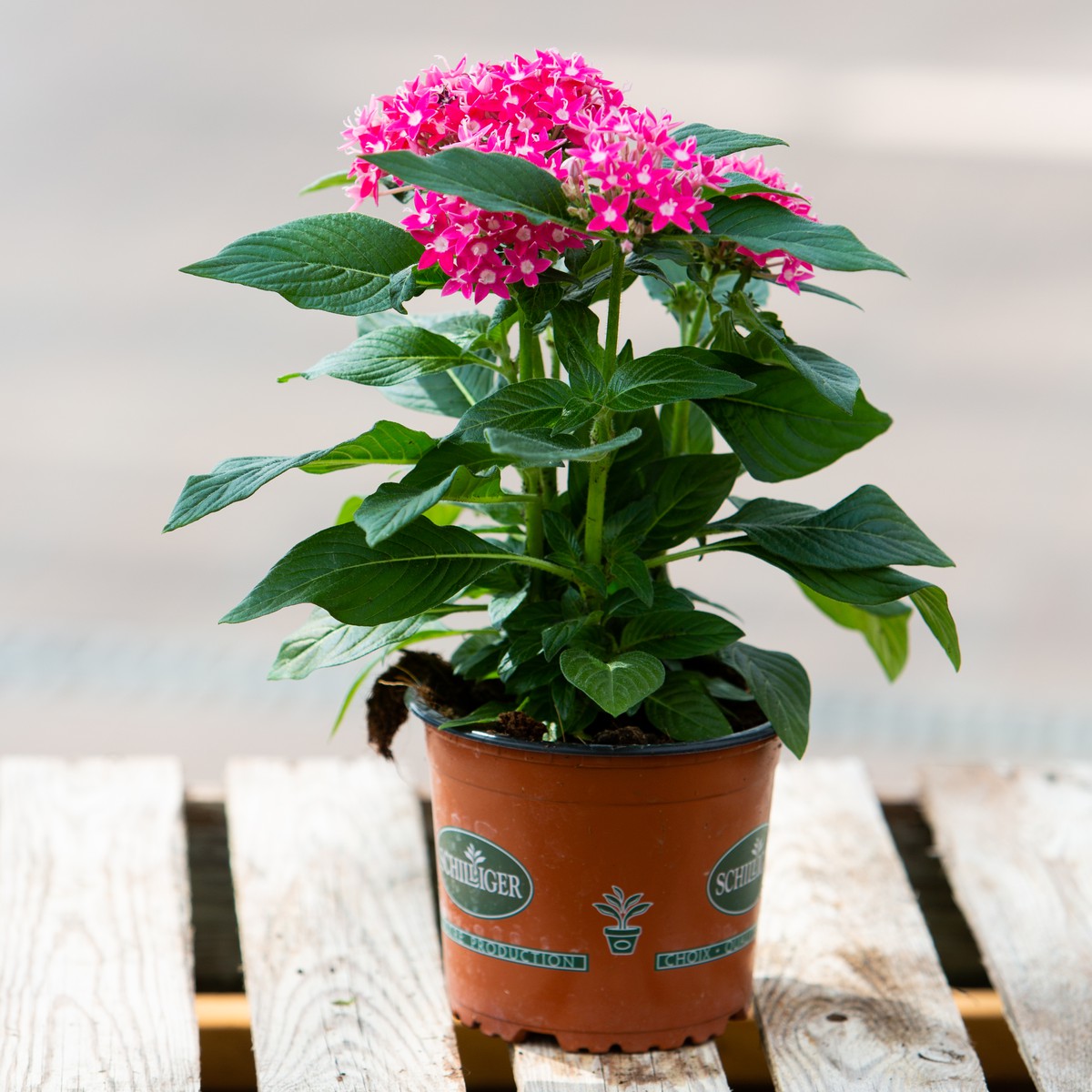 Schilliger Production  Pentas lanceolata  Pot de 12 cm