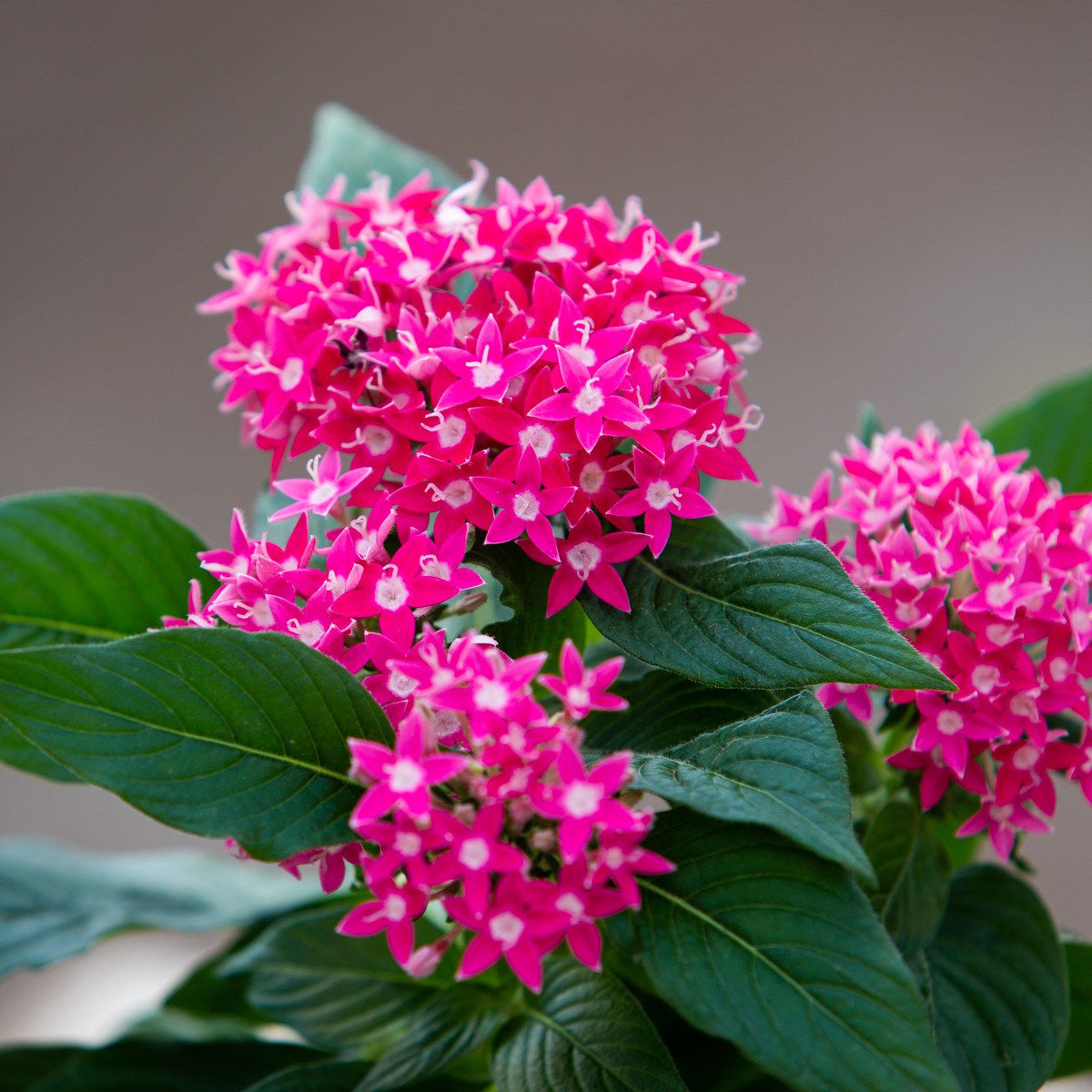 Schilliger Production  Pentas lanceolata  Pot de 12 cm