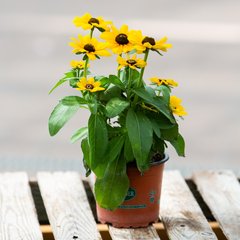 Schilliger Production  Rudbeckia hirta  Pot de 12 cm