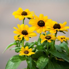 Schilliger Production  Rudbeckia hirta  Pot de 12 cm