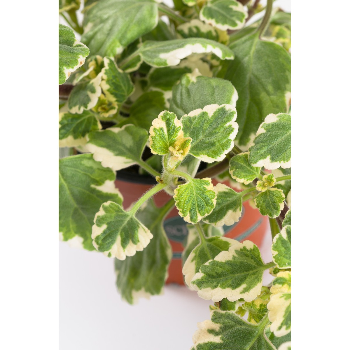 Schilliger Production  Plectranthus scutellarioides  Pot de 13 cm