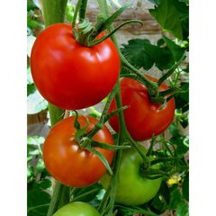 Schilliger Production  Tomate 'Grappe'  Pot de 10.5 cm