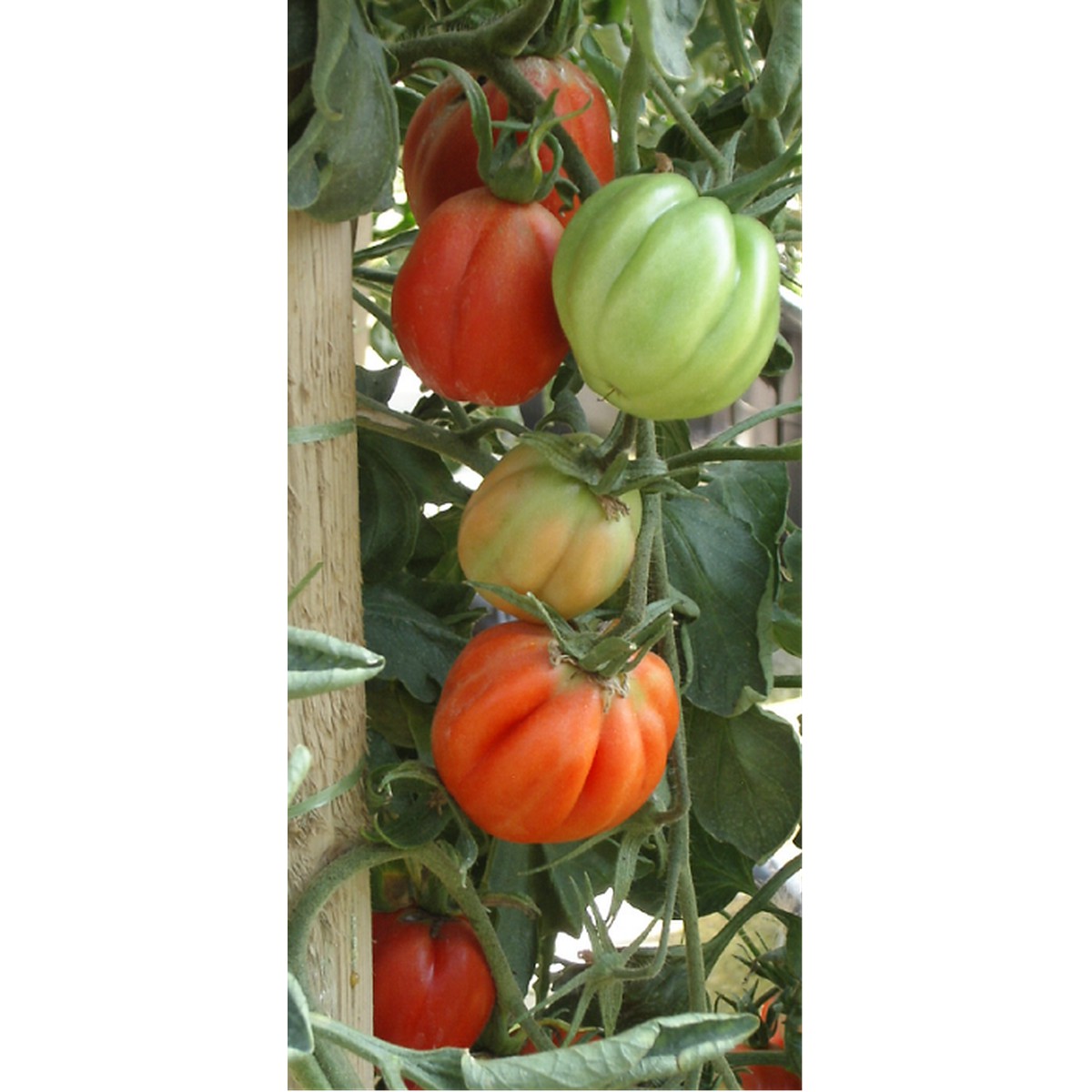 Schilliger Production  Tomate 'Coeur de Boeuf'  Pot de 10.5 cm