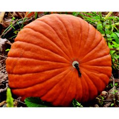 Schilliger Production  Courge 'Atlantic Giant'  Pot de 10.5 cm