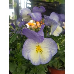   Viola x wittrockiana 'Etain'  13 cm