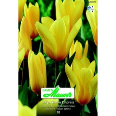   Tulipe botanique Yellow Empress 10  12/