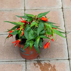 Schilliger Production  Begonia retombant  Pot de 13 cm