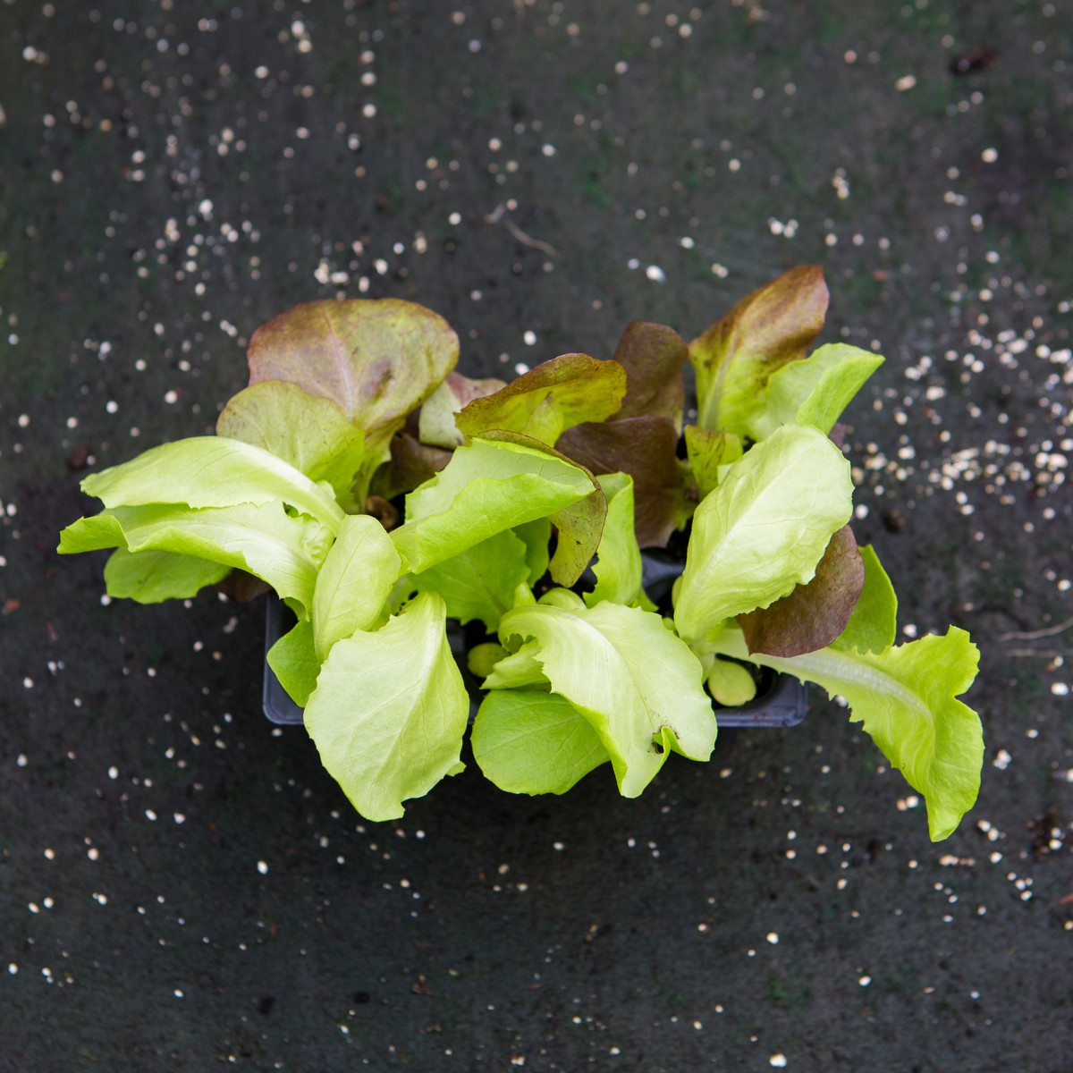 Production Suisse  Salade Pommée verte/rouge  bac de 6