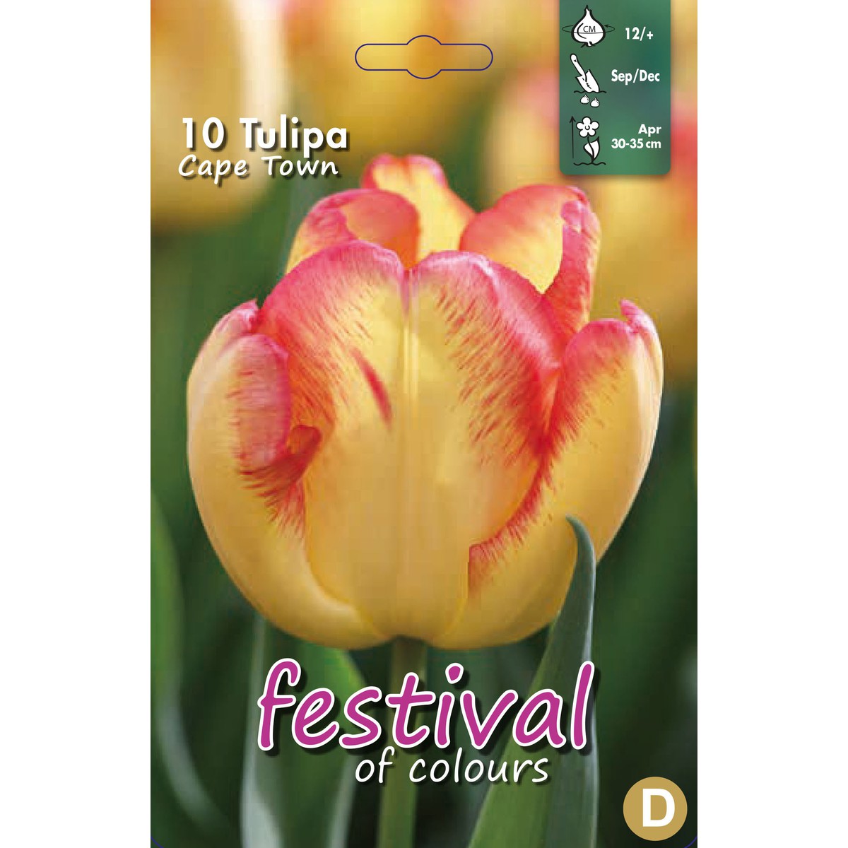   Tulipes 'Cape Town'  10 pcs 12/