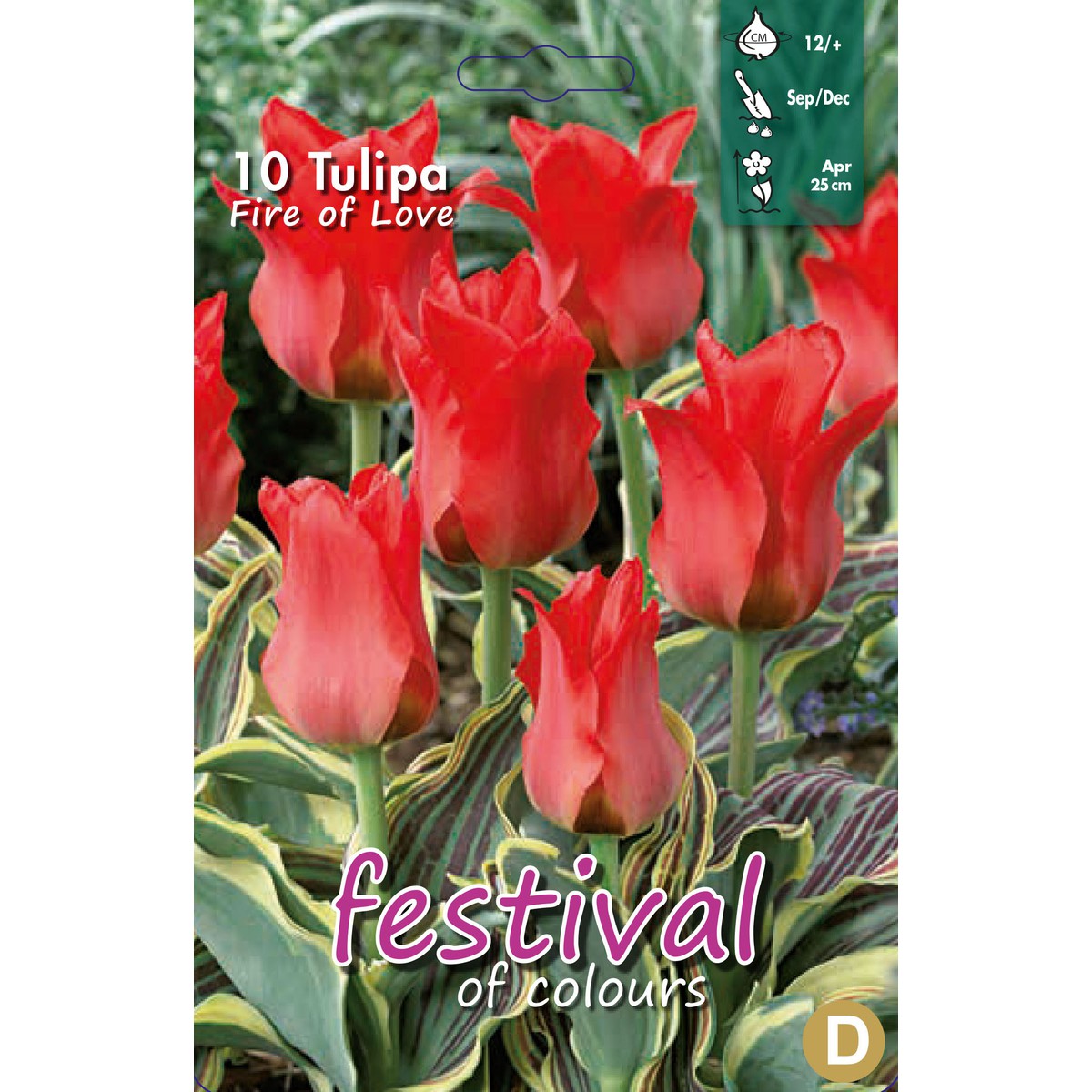   Tulipes greigii 'Fire of Love'  10 pcs 12/