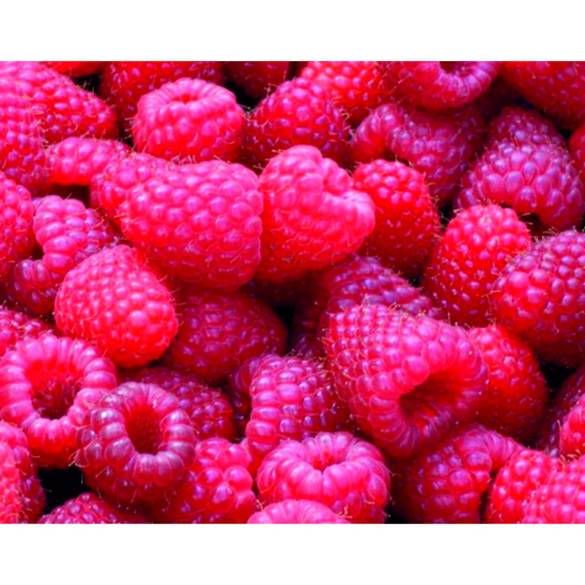 Schilliger Production  Framboisier 'Polka'  Pot de 15 cm