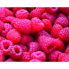 Schilliger Production  Framboisier 'Polka'  Pot de 15 cm