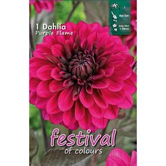   Dahlia Purple Flame Décoratif  