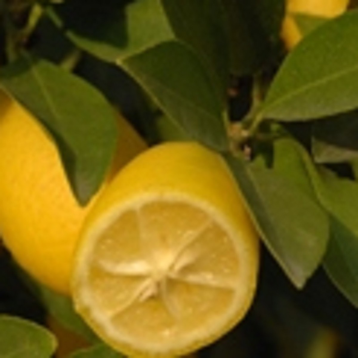   Citrus limequat 'Tavares'  Pot 20 cm, h40/50 cm