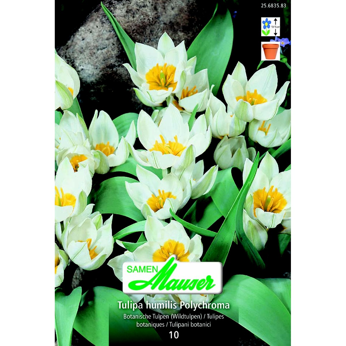   Tulipe botanique hum Polychroma 10  12/