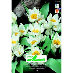   Tulipe botanique hum Polychroma 10  12/