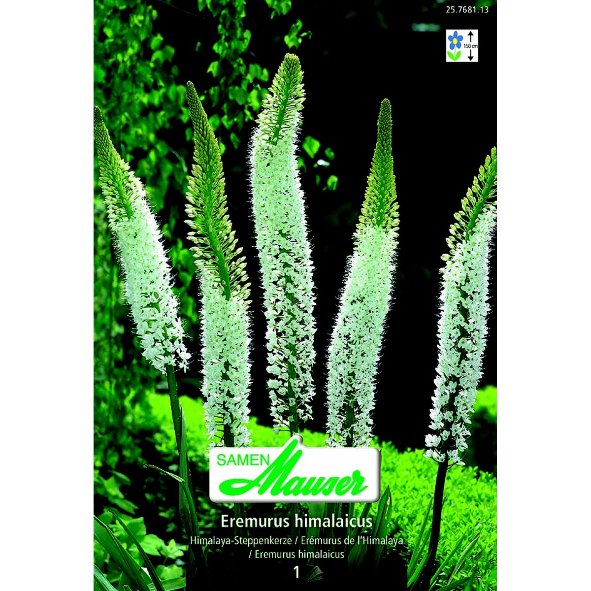   Eremurus.himalaicus.'Blanc'  14/