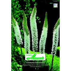   Eremurus.himalaicus.'Blanc'  14/