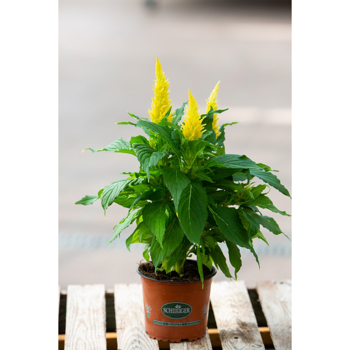 Schilliger Production  Celosia plumosa  Pot de 13 cm