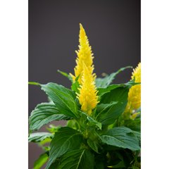 Schilliger Production  Celosia plumosa  Pot de 13 cm