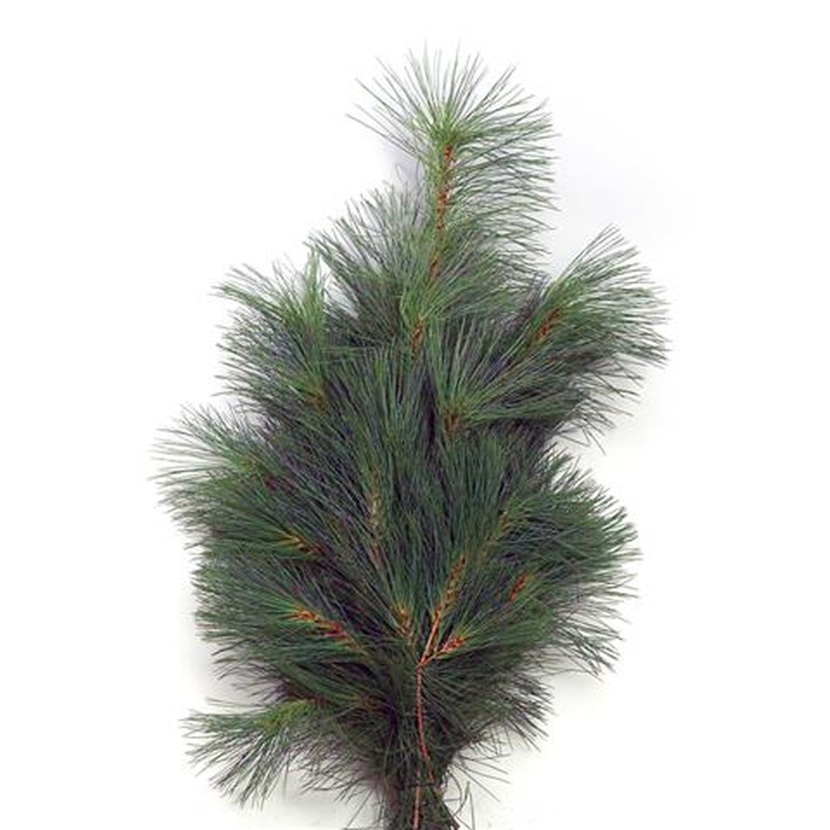   Branche de 'Pinus strobus'  500gr
