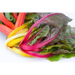 Schilliger Production  Bette à côtes 'Bright Light'  Pot de 10.5 cm