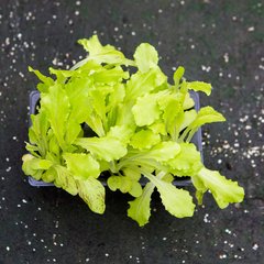 Production Suisse  Salade à tondre 'Vénitienne'  bac de 6