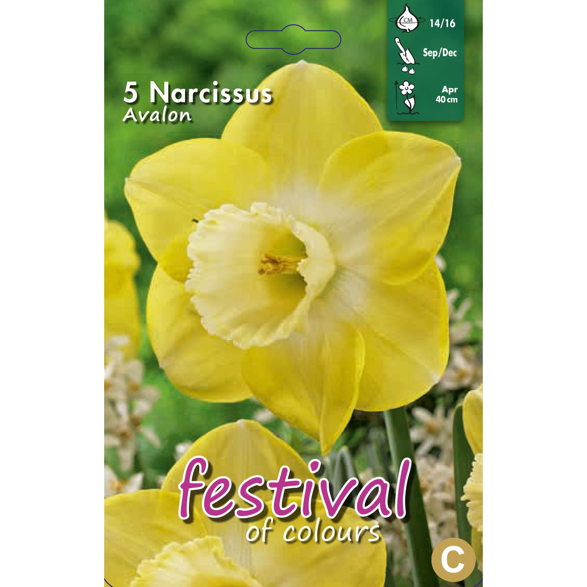   Narcisses Avalon 14/16  12 pcs 14/16