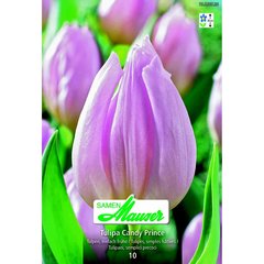   Tulipe 'Candy Prince' rose 10 bulbes  15/16